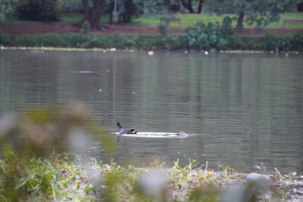 Common Gallinule - ML628077121