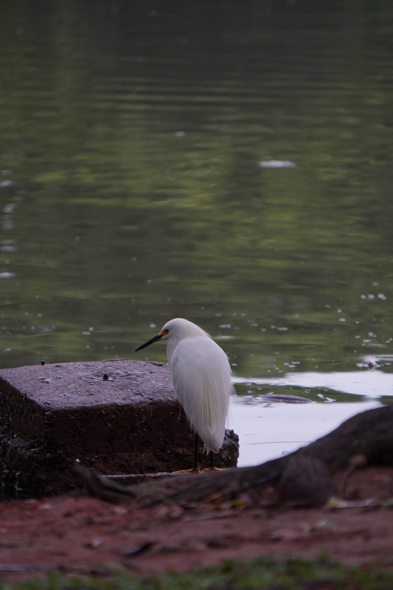 Snowy Egret - ML628077143