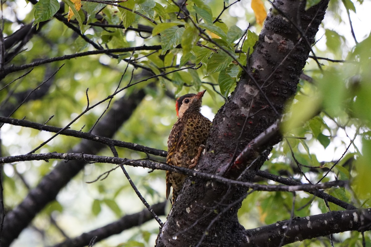 Green-barred Woodpecker - ML628077176