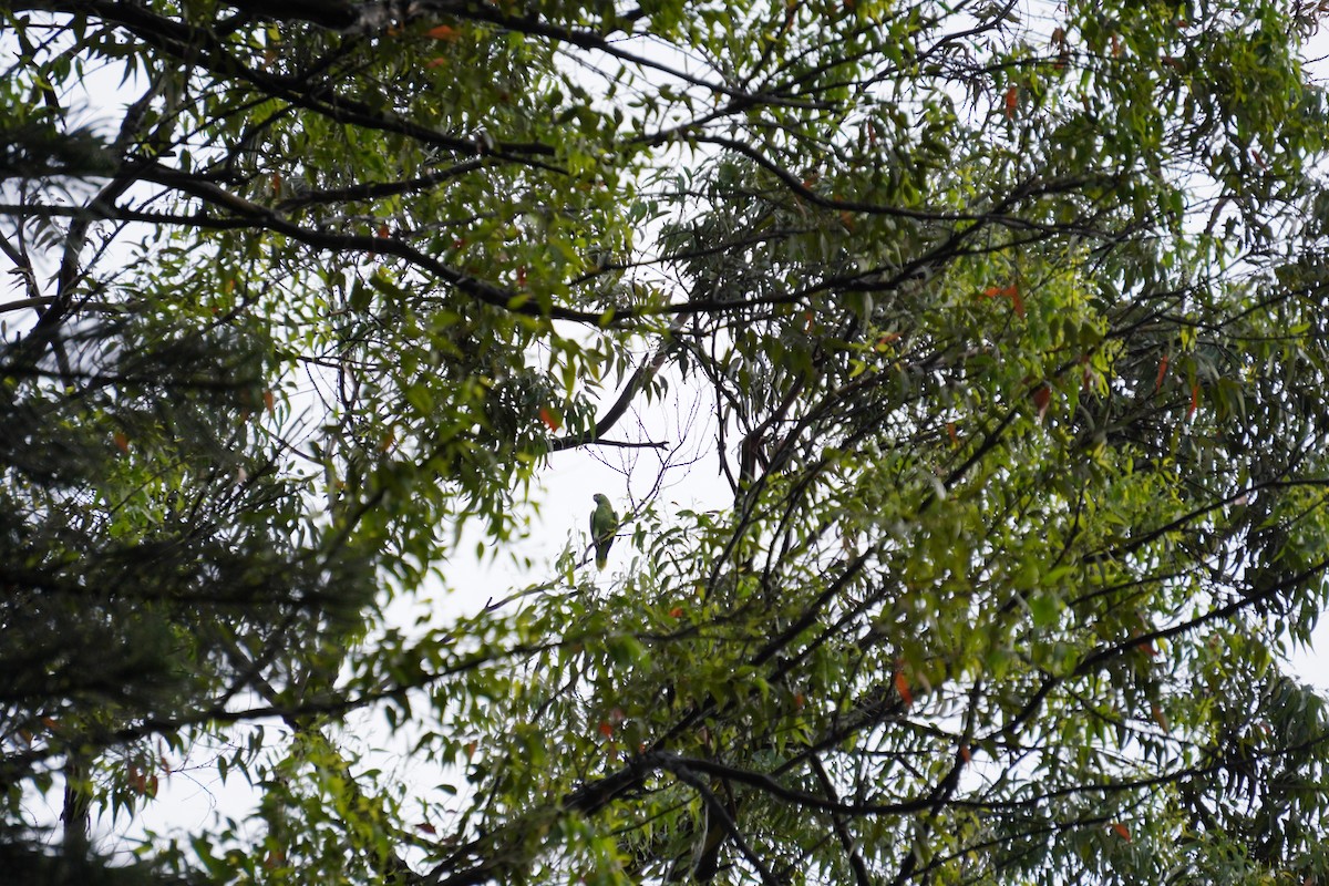 Yellow-chevroned Parakeet - ML628077225