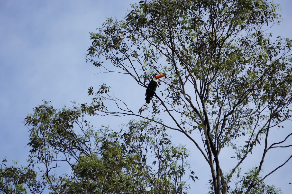 Toco Toucan - ML628077263