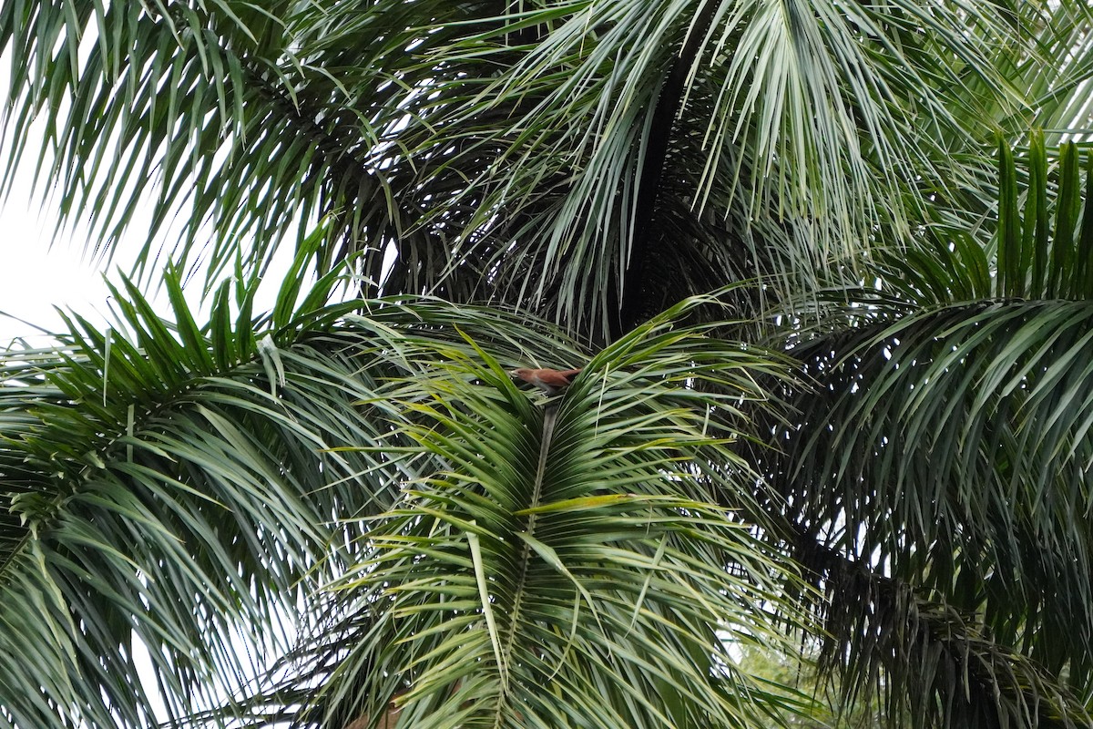 Common Squirrel-Cuckoo - ML628077303