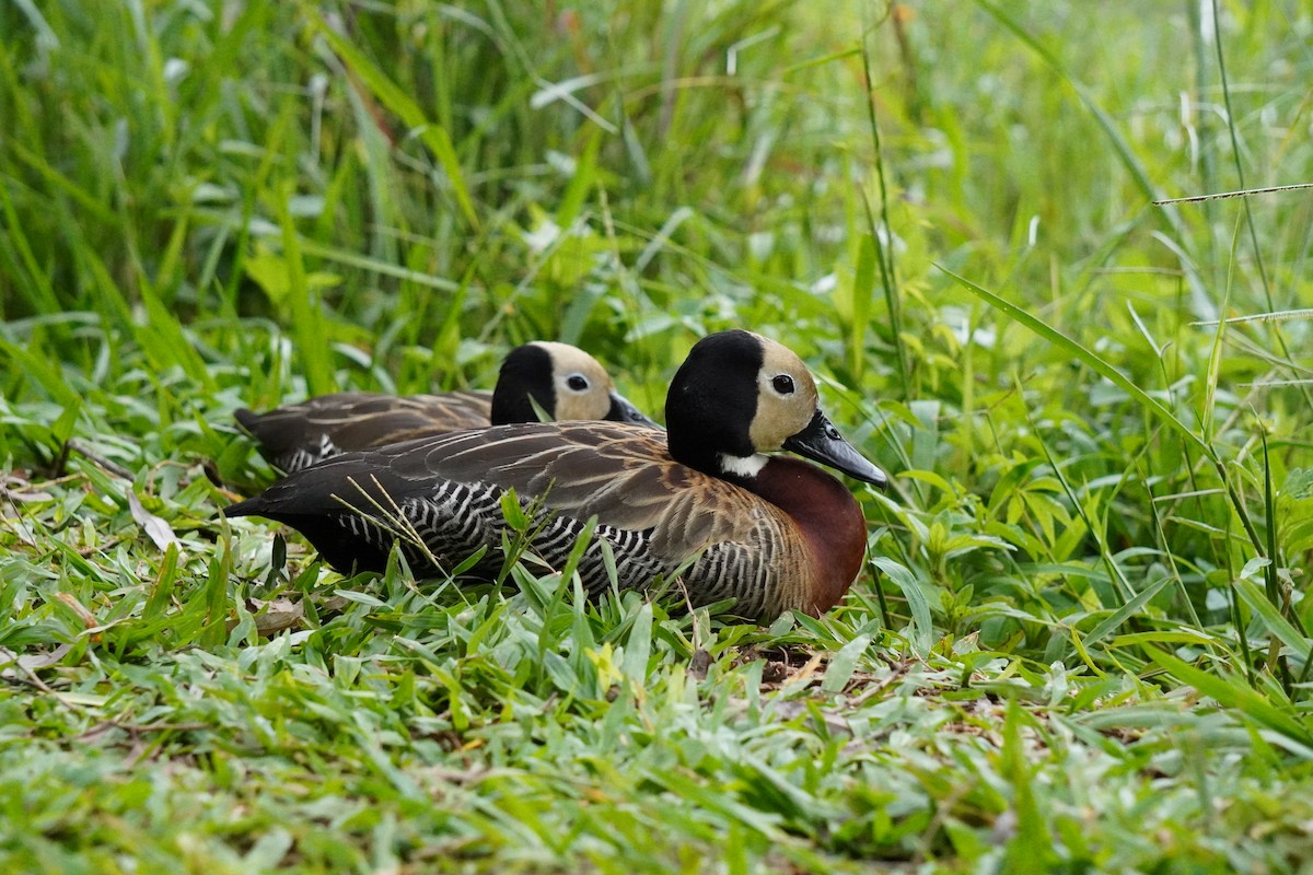 White-faced Whistling-Duck - ML628077306
