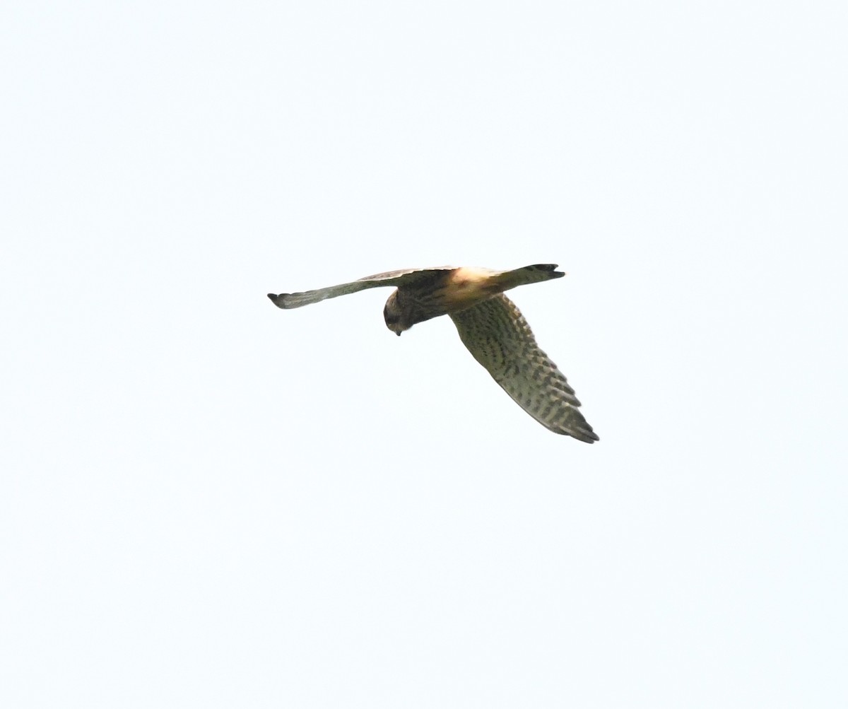 Eurasian Kestrel (Eurasian) - ML628077495