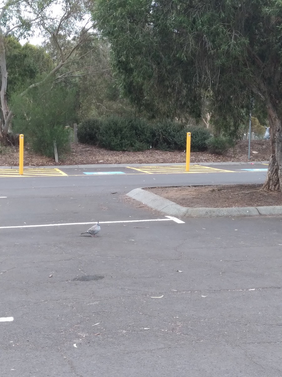 Crested Pigeon - ML628077531