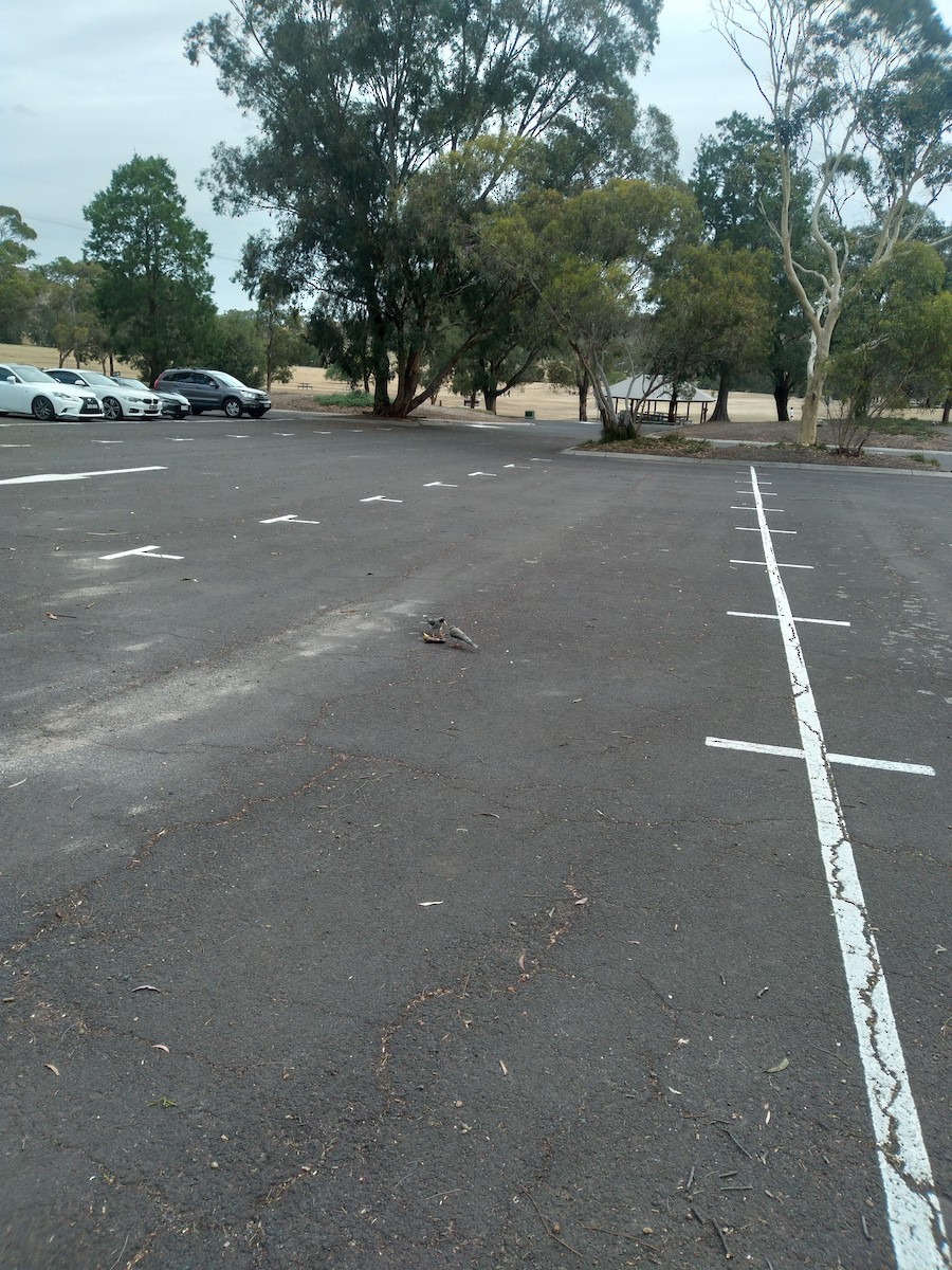 Noisy Miner - ML628077570