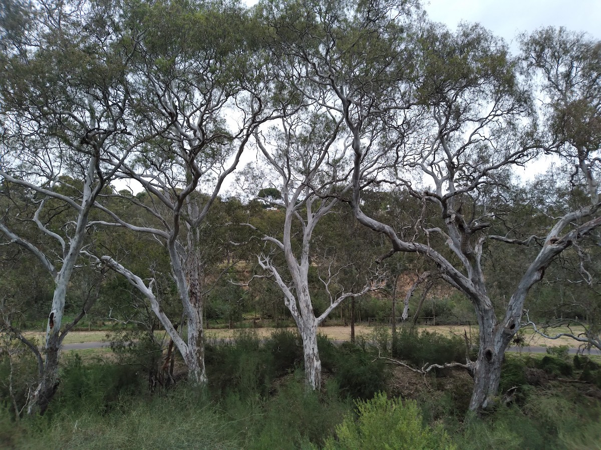 Sulphur-crested Cockatoo - ML628077574