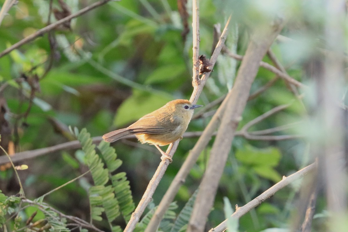 Rufous-fronted Babbler (Rufous-fronted) - ML628077603
