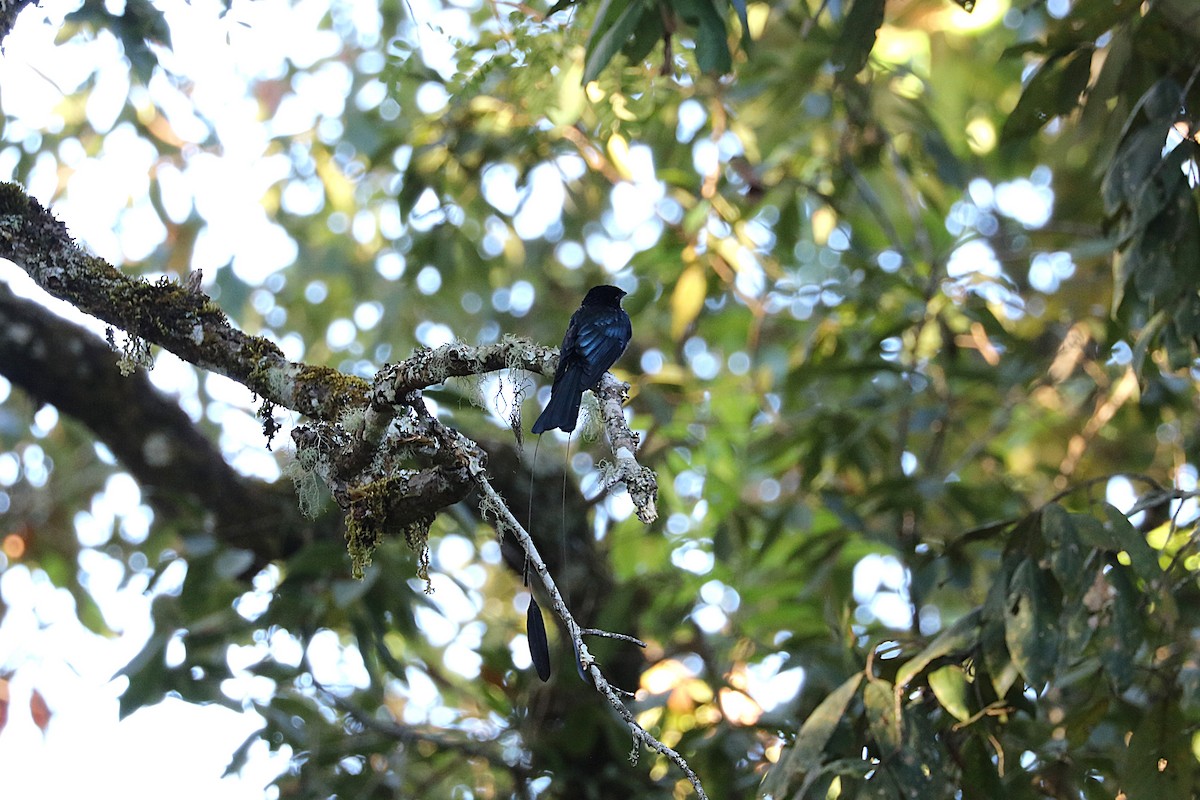 Drongo à rames - ML628077644