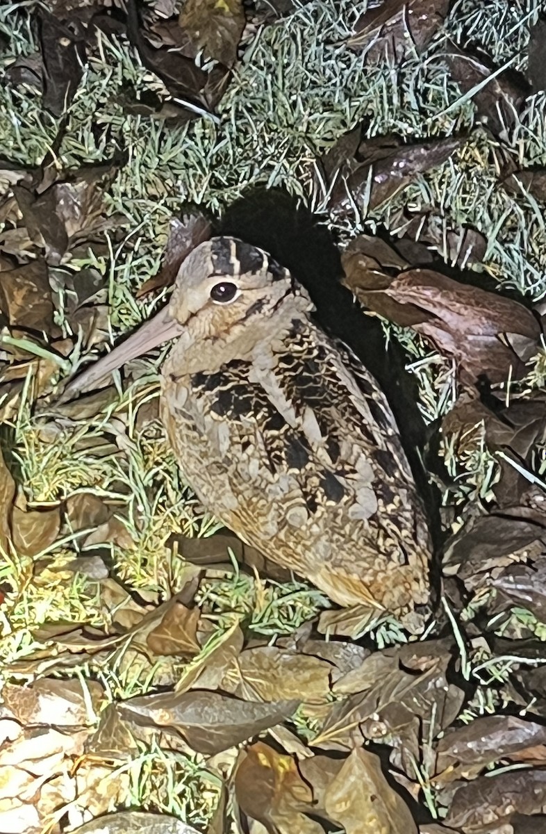 American Woodcock - ML628077668