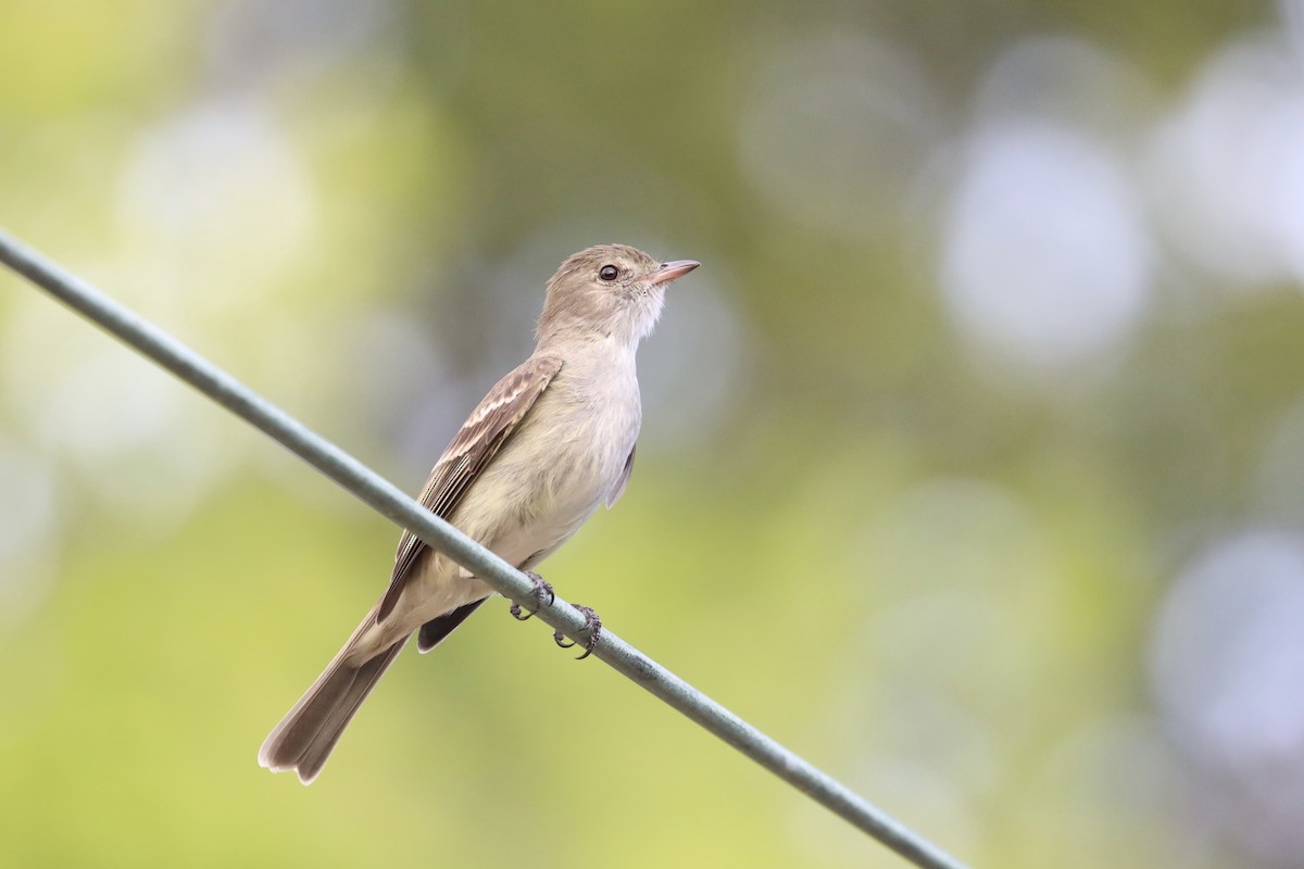 Caribbean Elaenia - ML628077721