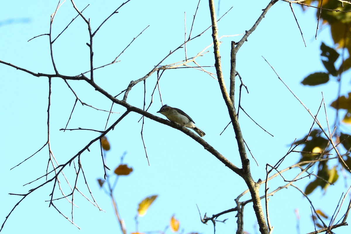 Yuhina à tête marron - ML628077758