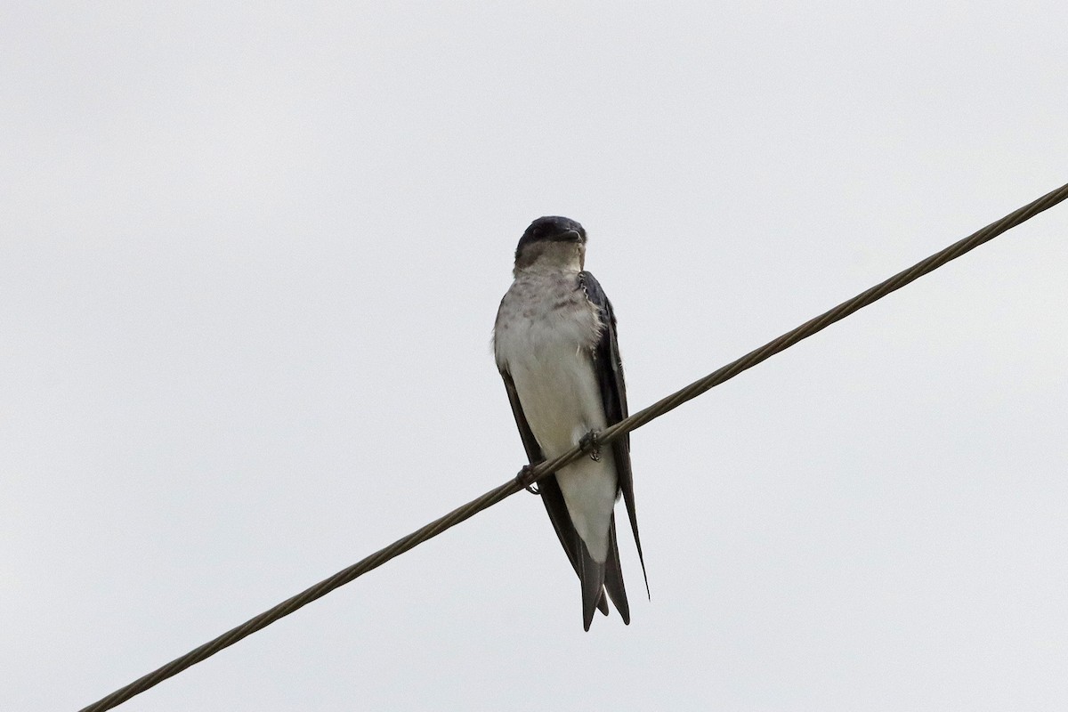 Gray-breasted Martin - ML628077852