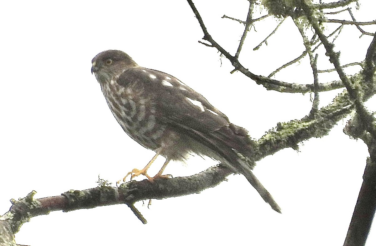 Sharp-shinned Hawk - ML628077859