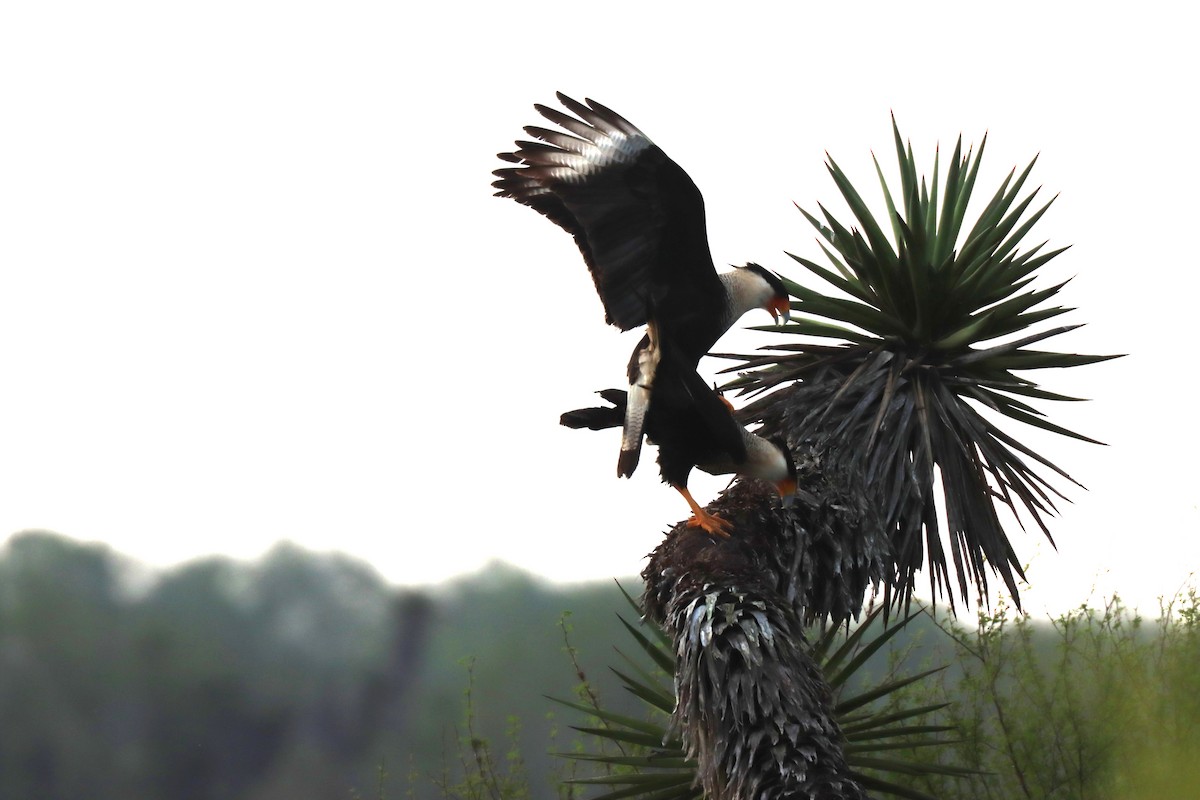 Crested Caracara (Northern) - ML628077933