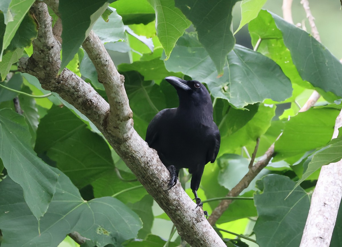 Palawan Crow - ML628077934