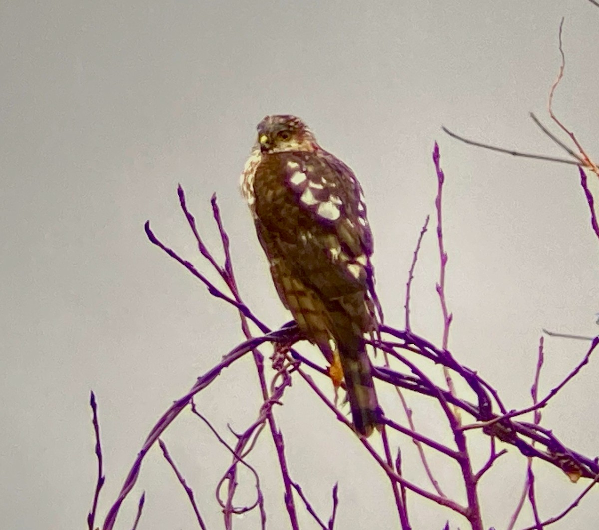 Sharp-shinned Hawk - ML628077979