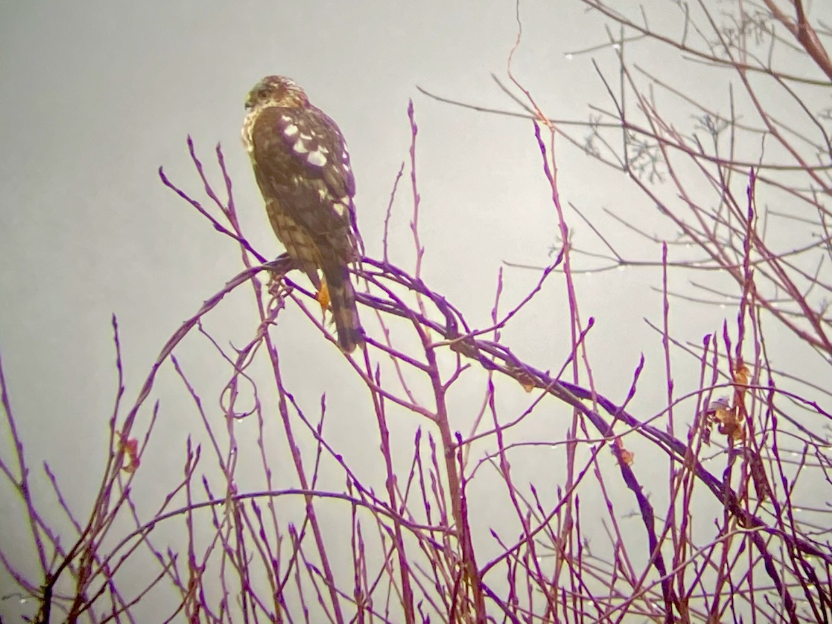 Sharp-shinned Hawk - ML628077980