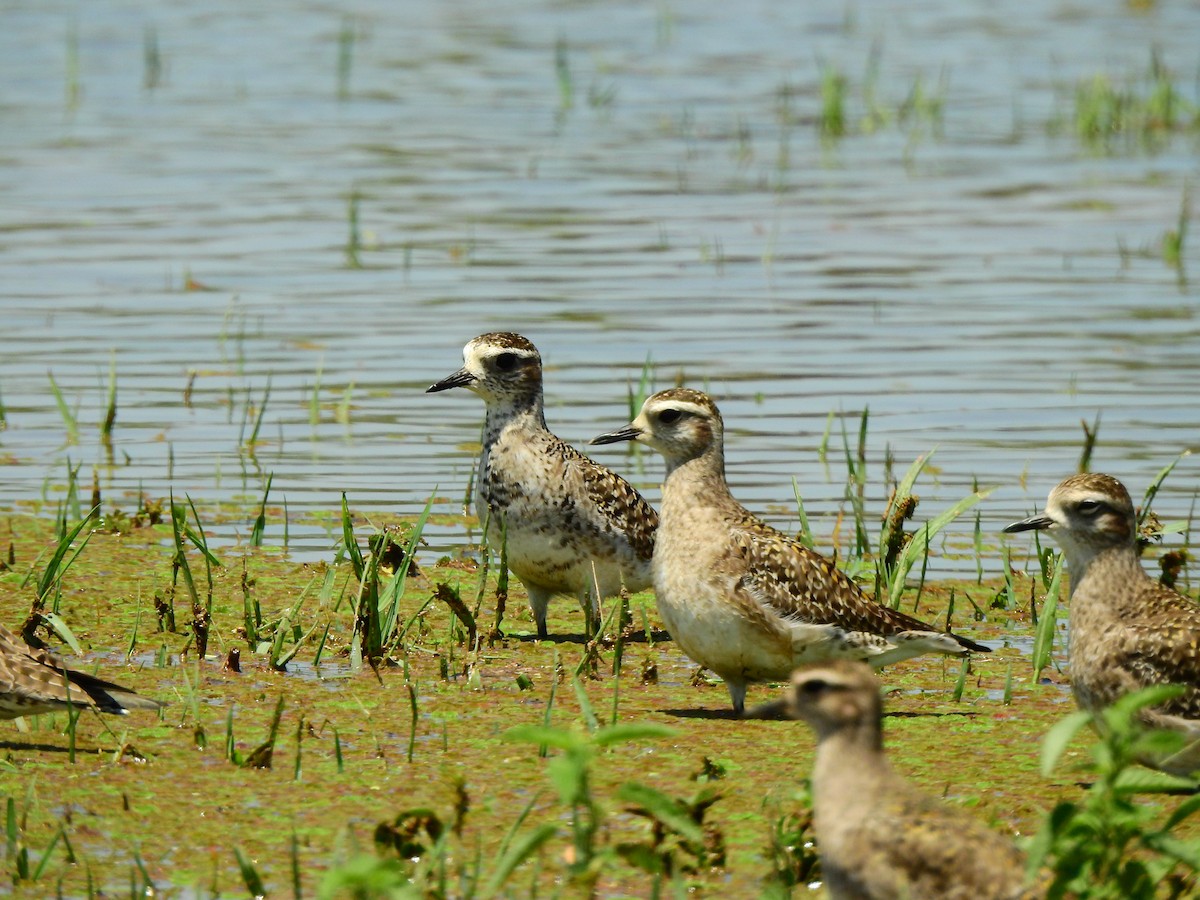 American Golden-Plover - ML628077997