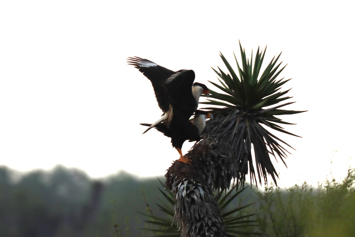 Crested Caracara (Northern) - ML628078075