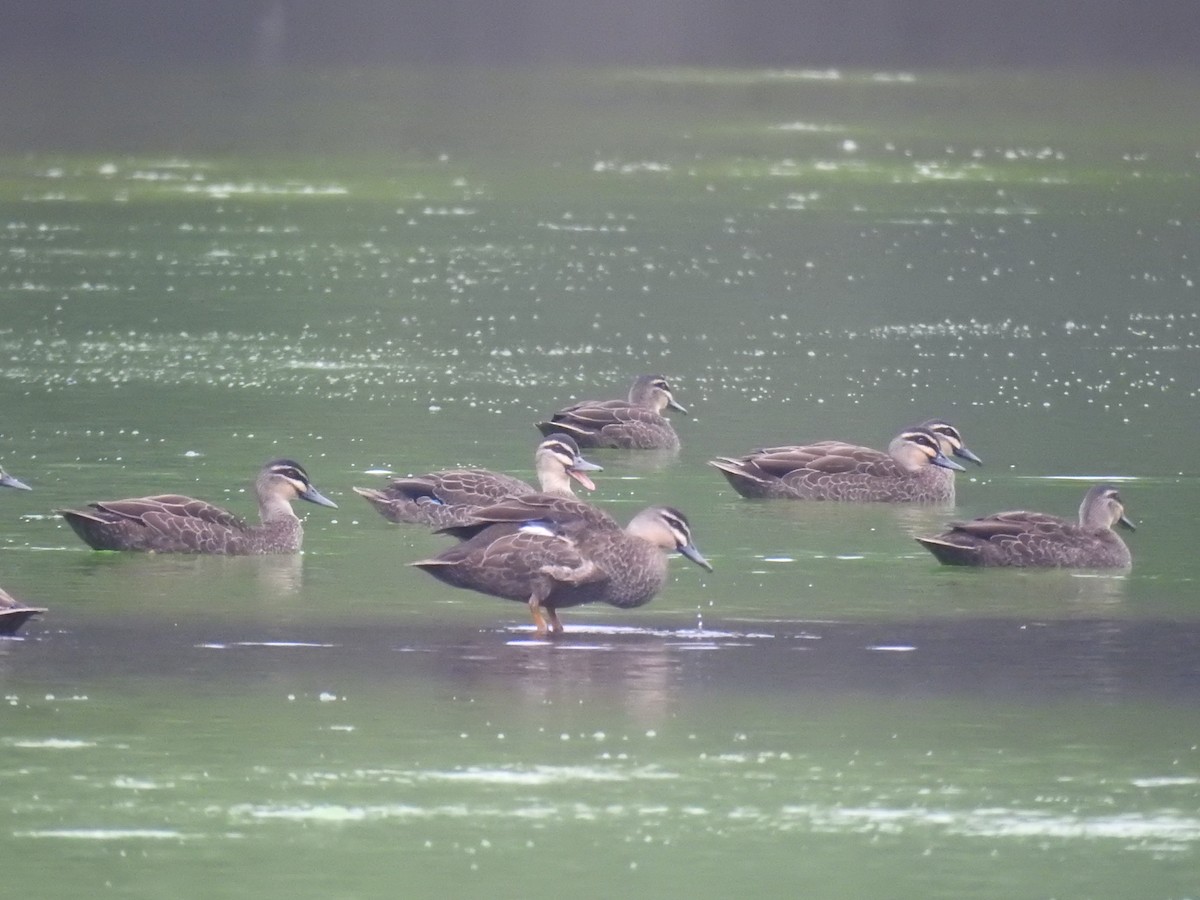 Pacific Black Duck - ML628078138
