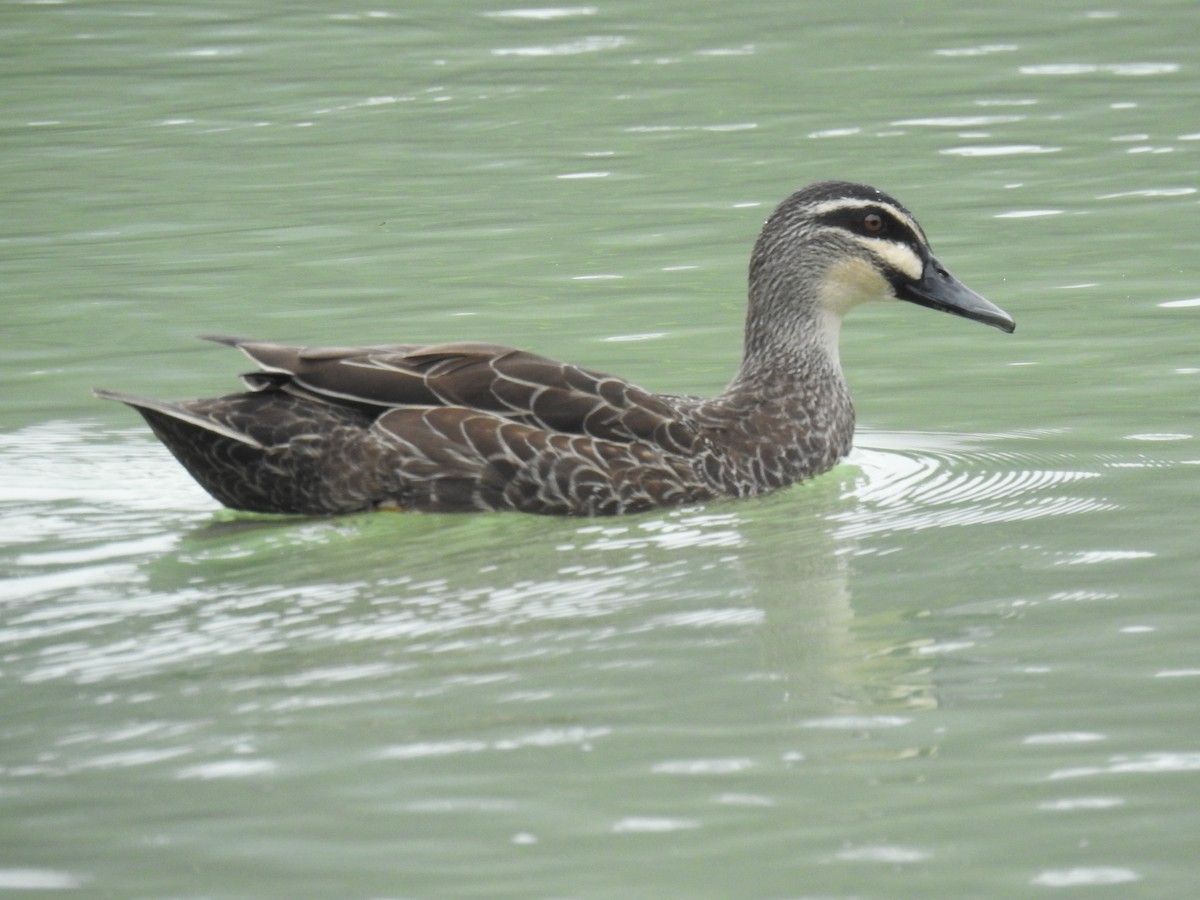 Pacific Black Duck - ML628078146