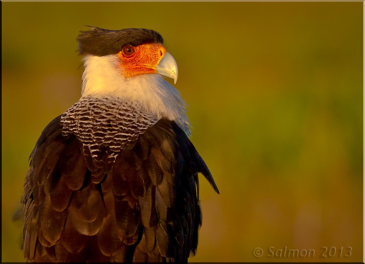 Crested Caracara (Northern) - ML628078163