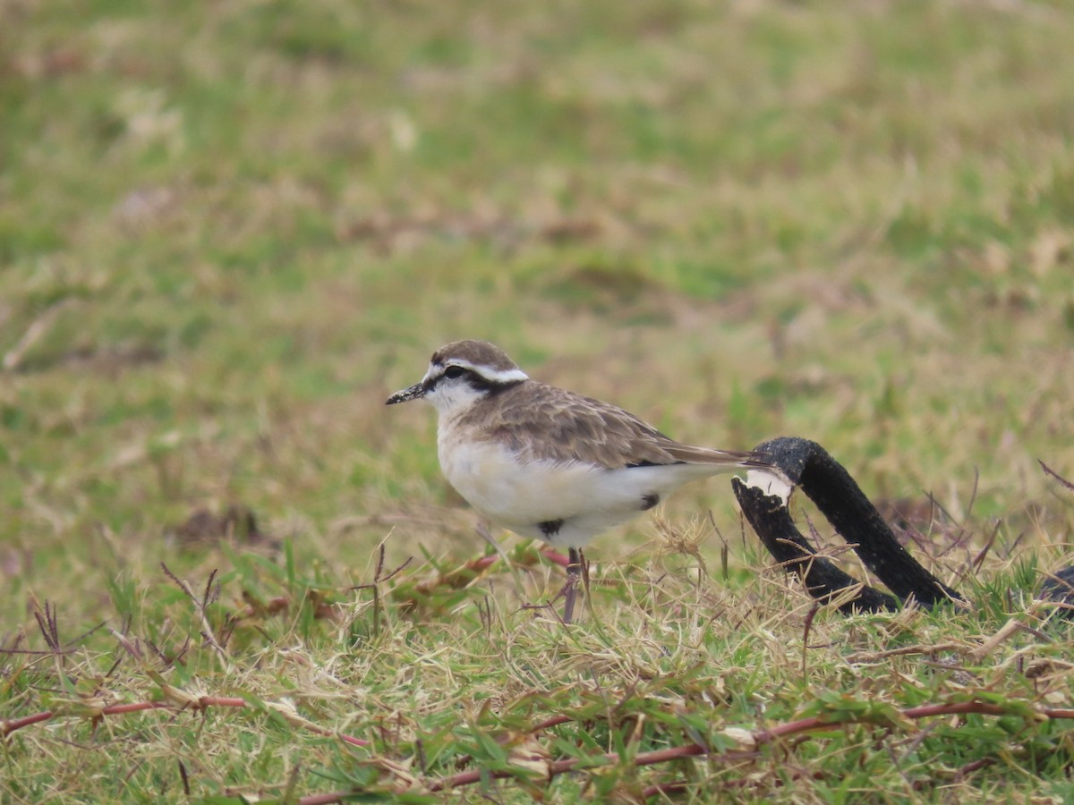 Kittlitz's Plover - ML628078202