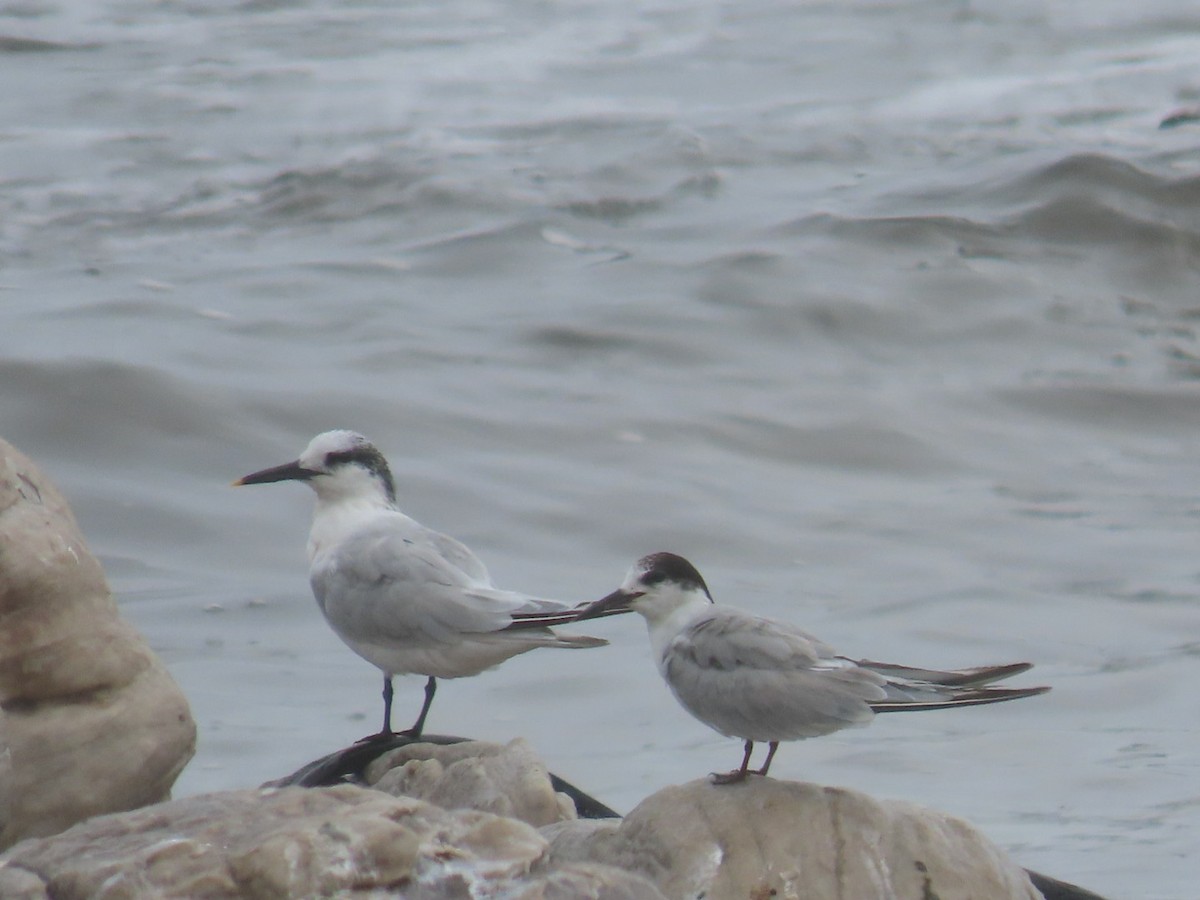 Common Tern - ML628078208