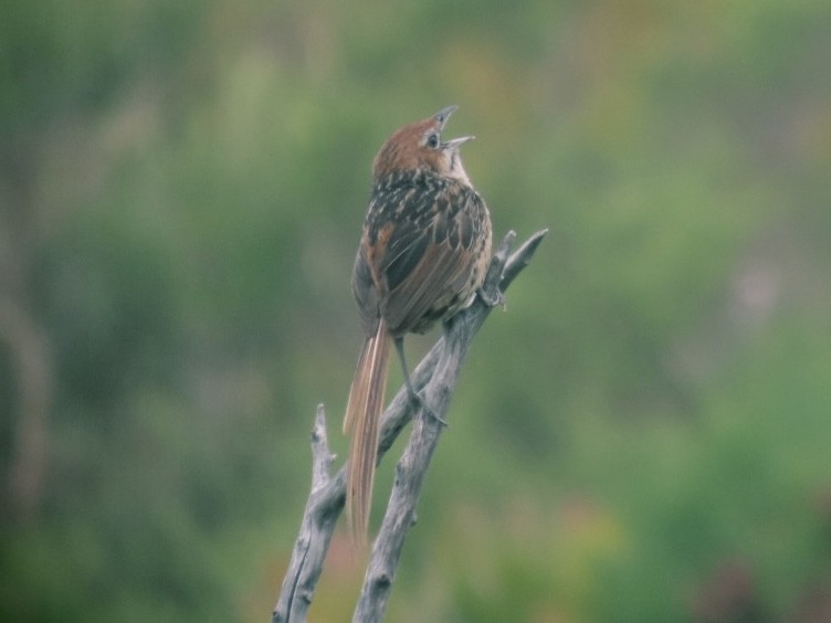 Cape Grassbird - ML628078250