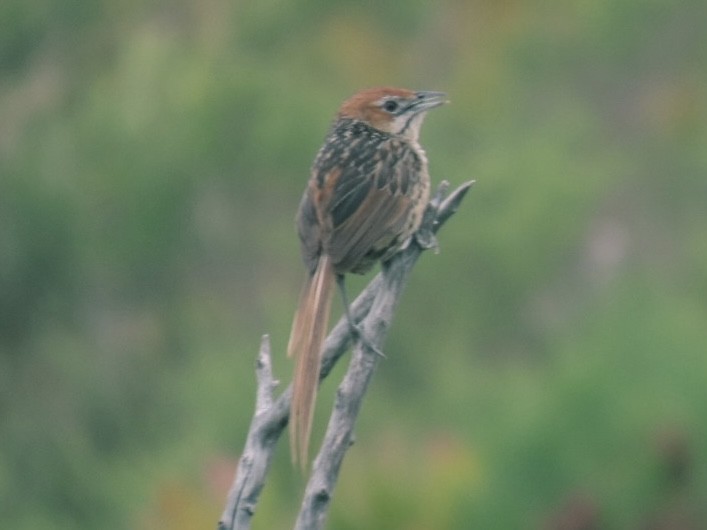 Cape Grassbird - ML628078251