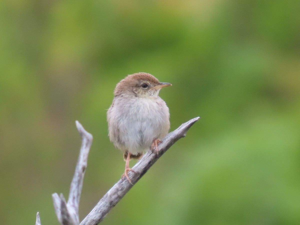 Gray-backed Cisticola - ML628078252