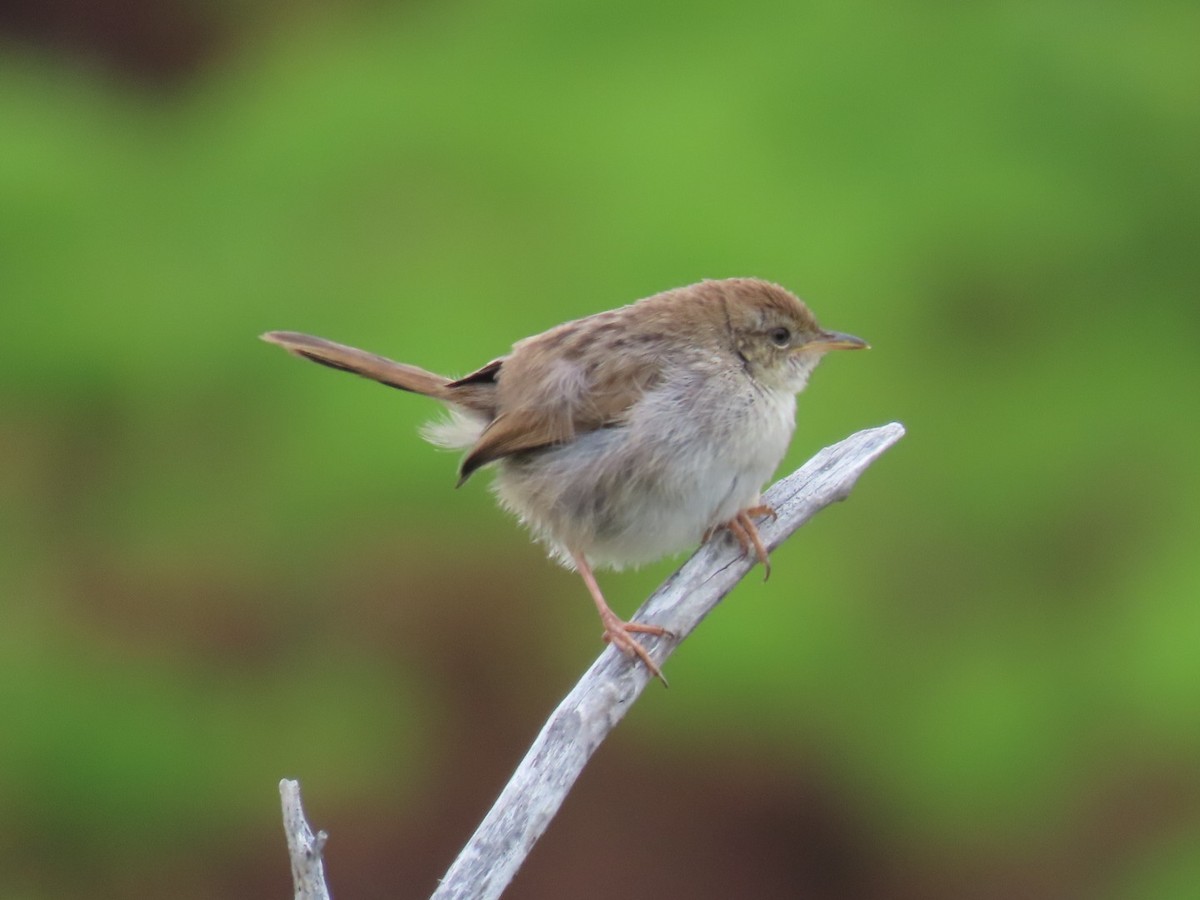 Gray-backed Cisticola - ML628078253