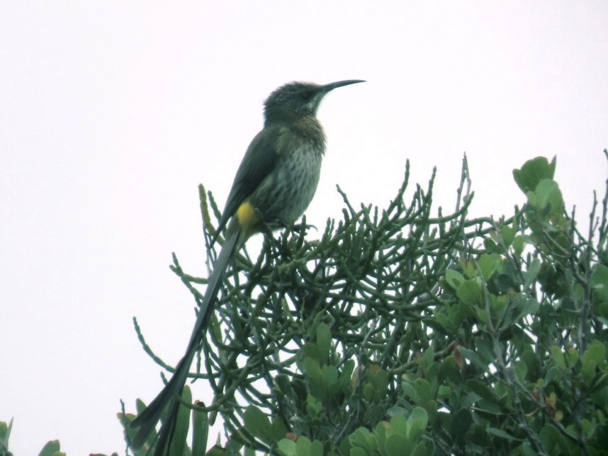 Cape Sugarbird - ML628078256