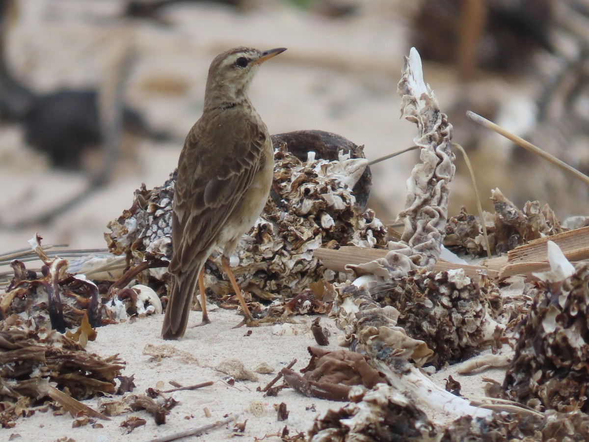 Plain-backed Pipit - ML628078260