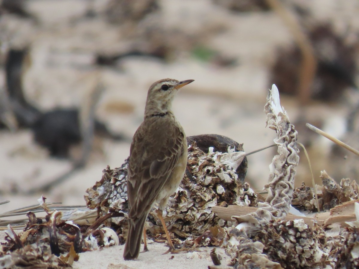 Plain-backed Pipit - ML628078261