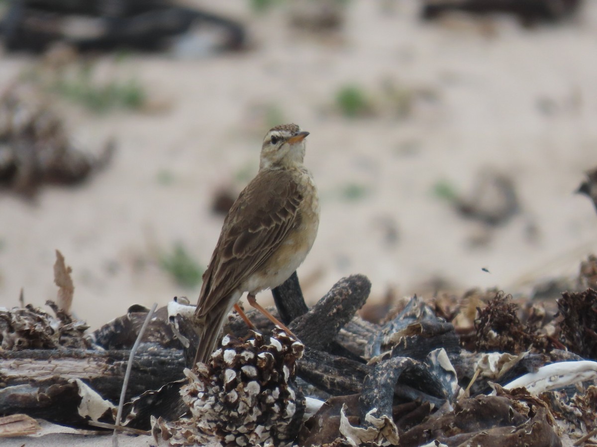 Plain-backed Pipit - ML628078262