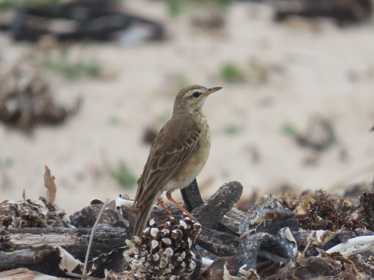 Plain-backed Pipit - ML628078263