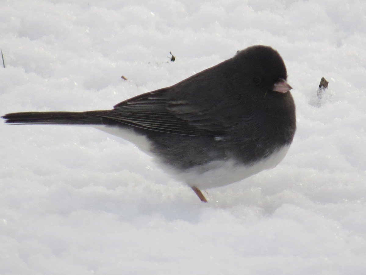 Dark-eyed Junco - ML628078306