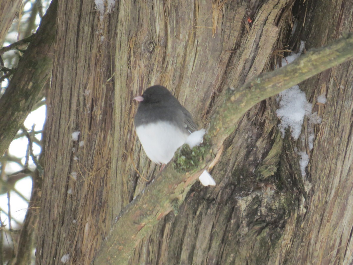 Dark-eyed Junco - ML628078307