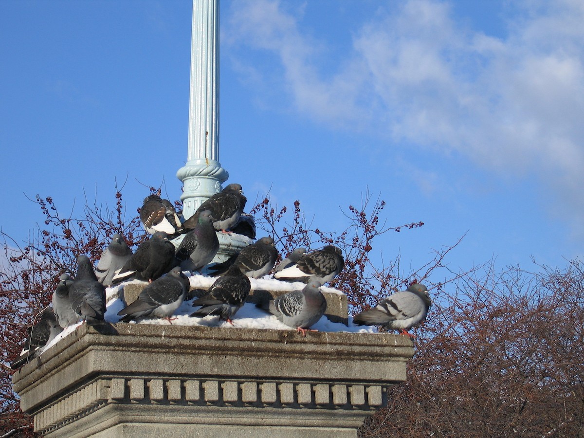 Rock Pigeon (Feral Pigeon) - ML628078414