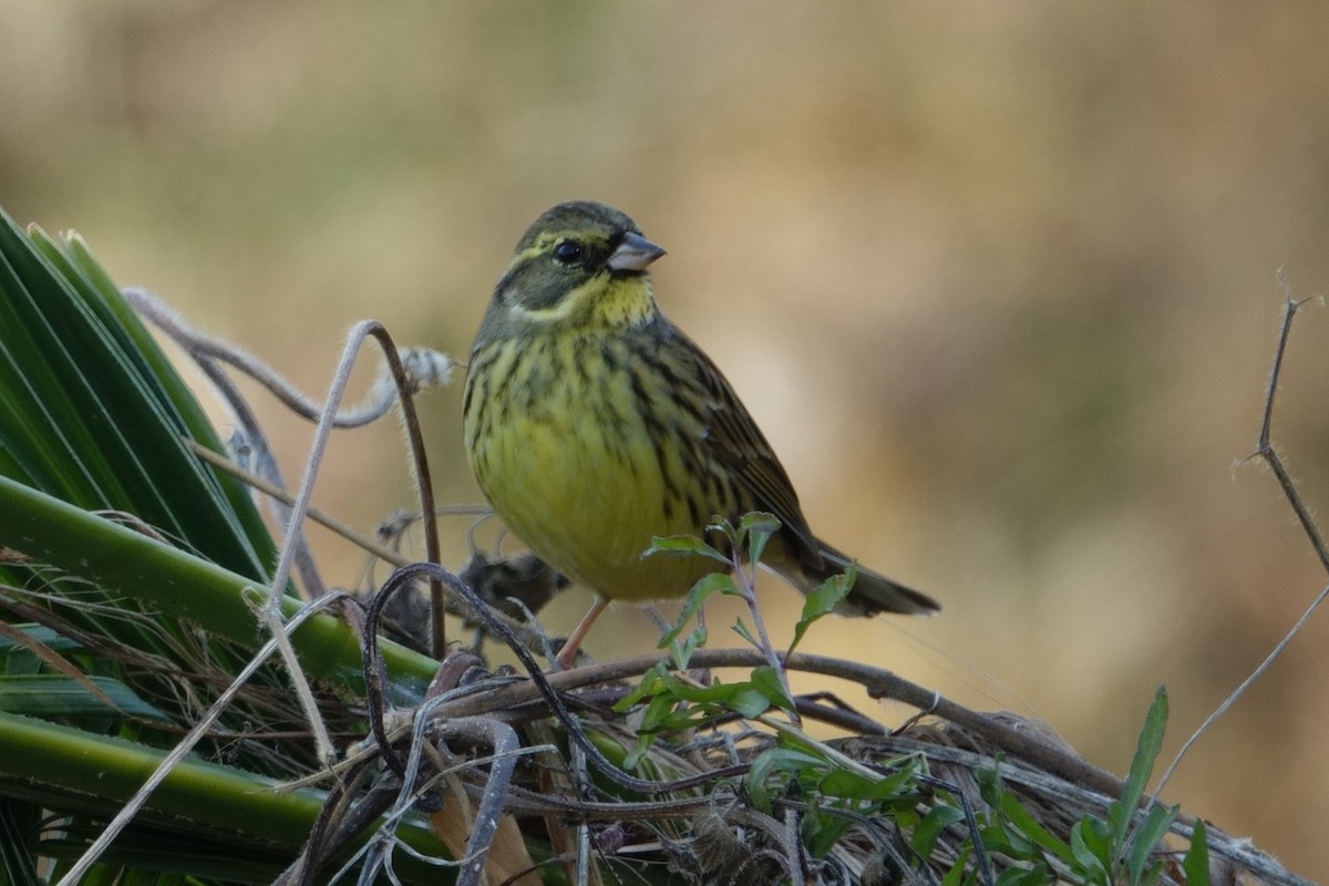 Masked Bunting - ML628078419