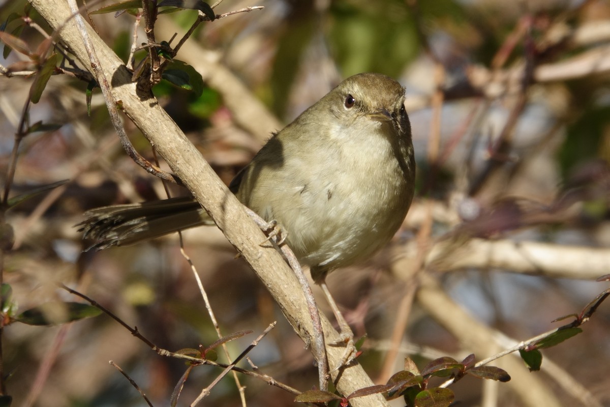 Japanese Bush Warbler - ML628078426