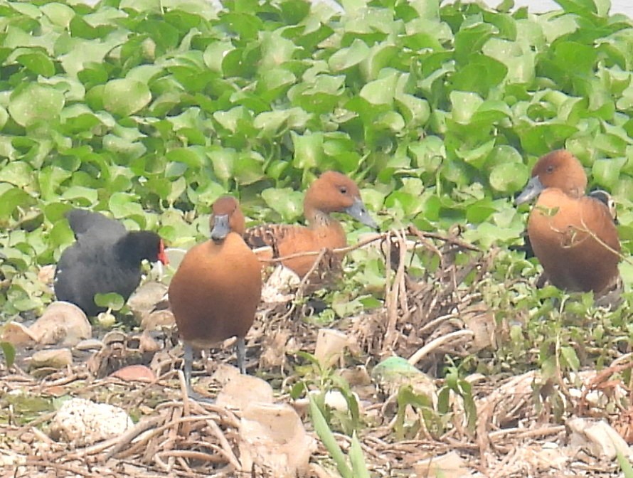 Fulvous Whistling-Duck - ML628078466