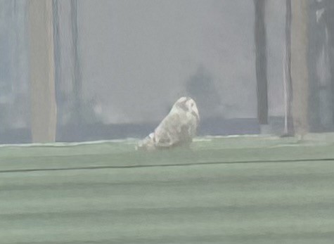 シロフクロウ - ML628078519