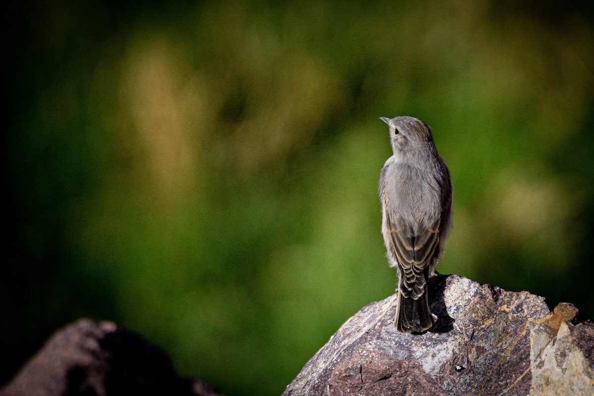 Rufous-naped Ground-Tyrant - ML628078780