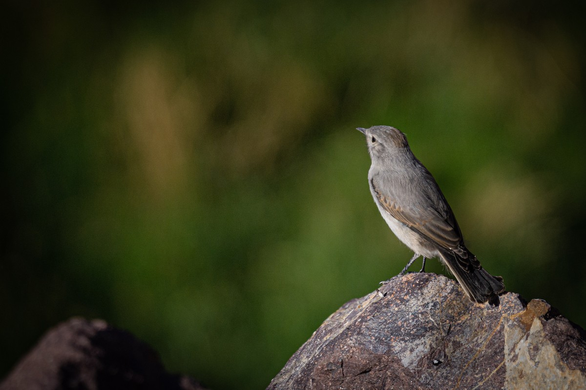 Rufous-naped Ground-Tyrant - ML628078781