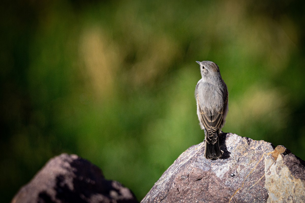 Rufous-naped Ground-Tyrant - ML628078782