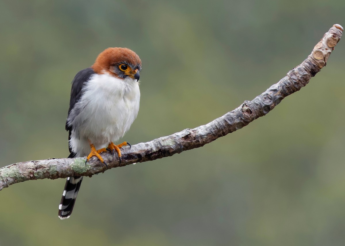 White-rumped Falcon - ML628078812