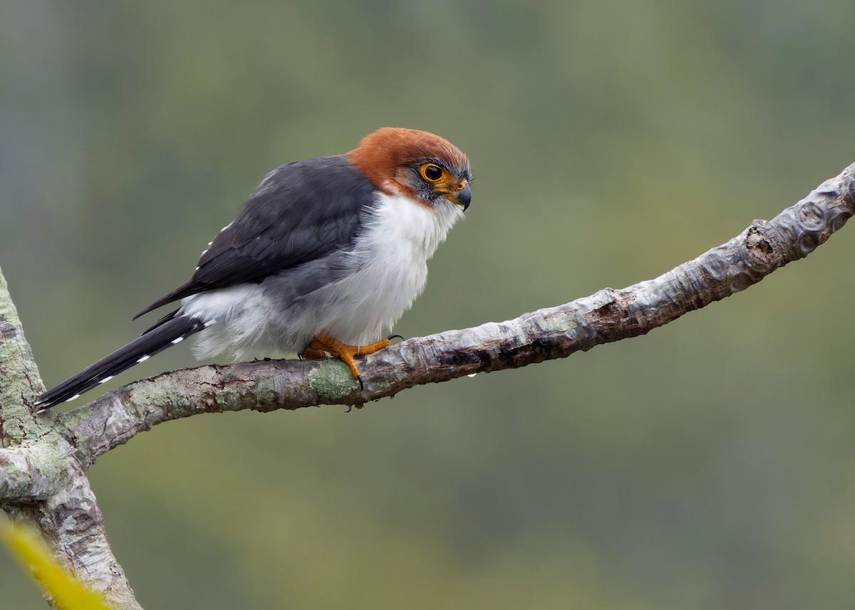 White-rumped Falcon - ML628078813